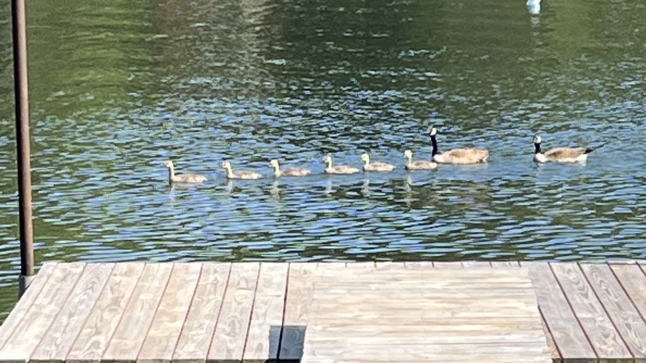Photo of Others in South Toledo Bend