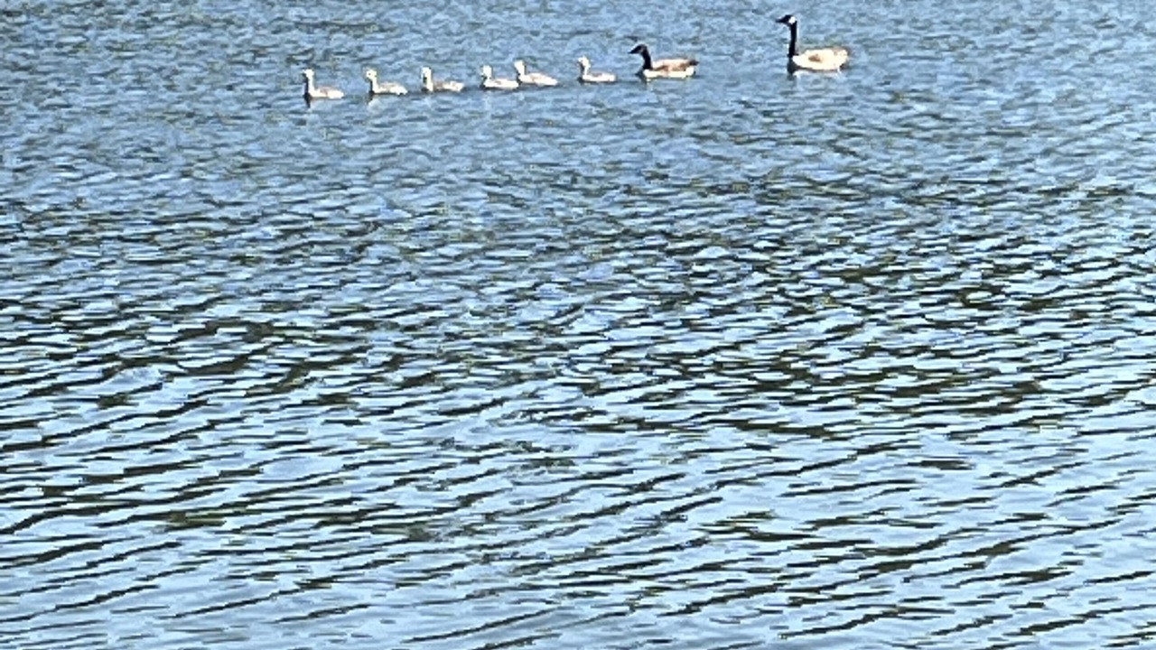 Photo of Others in South Toledo Bend