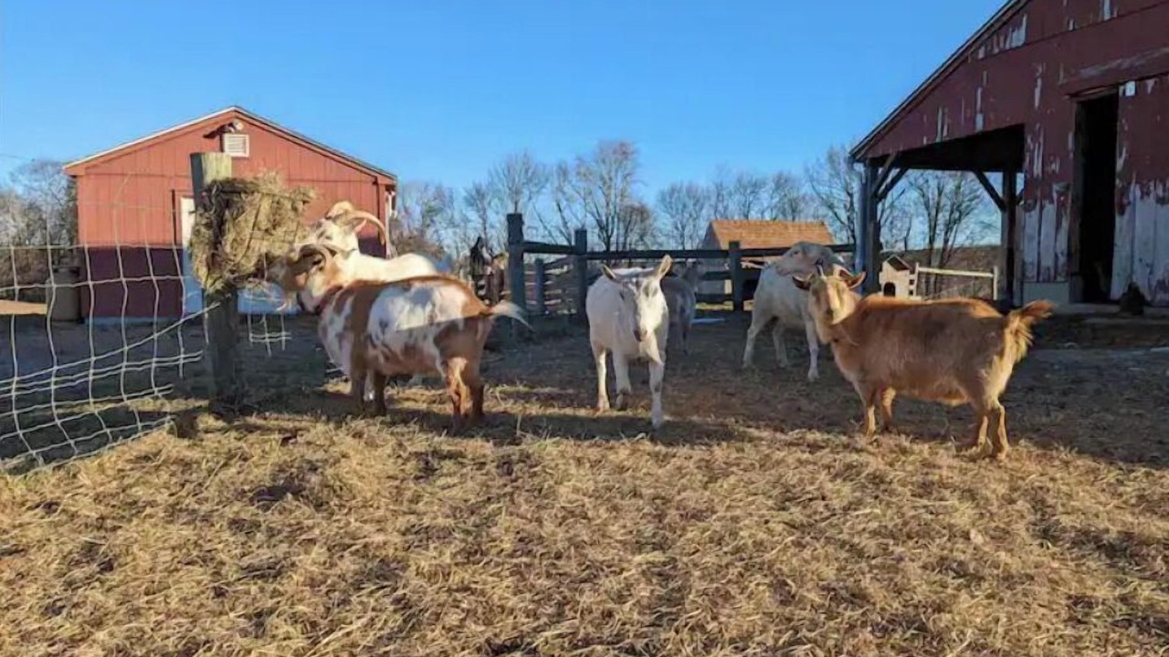 Photo of Others in Baltic