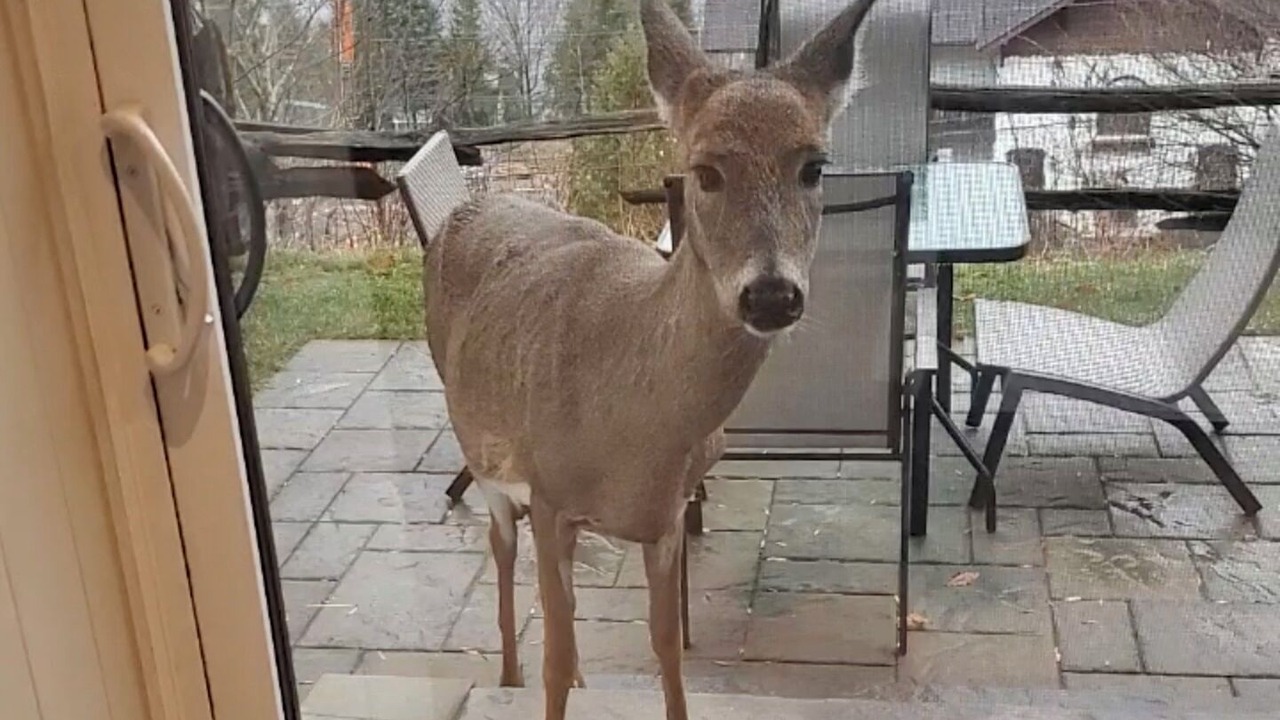 Photo of Others in Mont-Tremblant