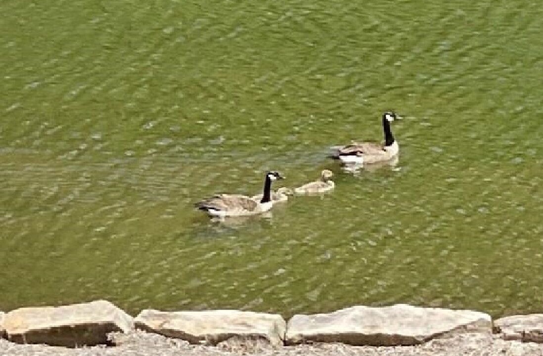 Photo of Outdoor in Flat Rock