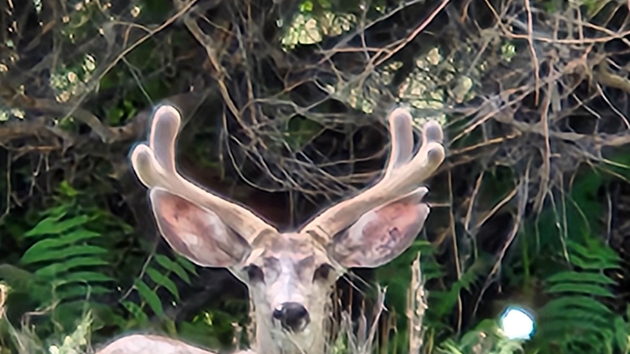 Photo of Outdoor in Mule Creek