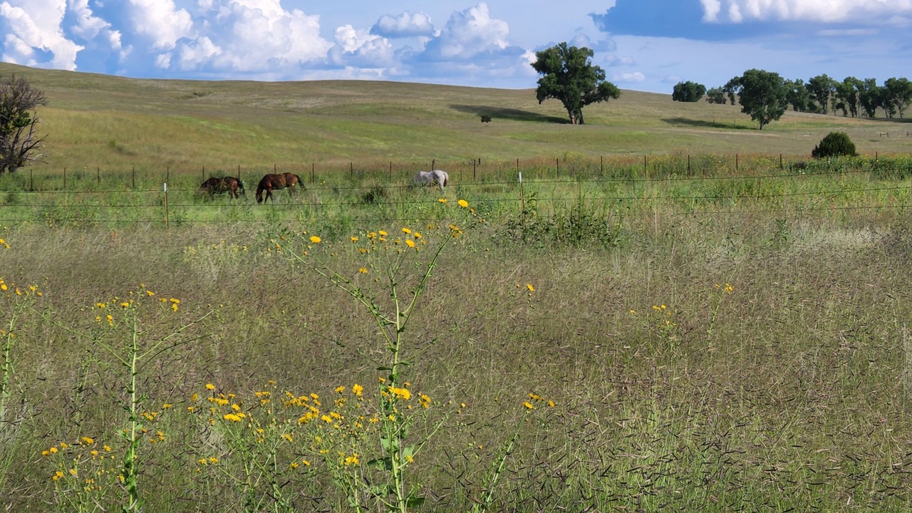 Photo of Outdoor in Mule Creek
