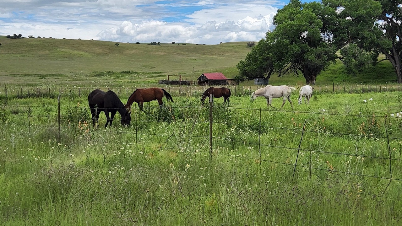 Photo of Others in Mule Creek