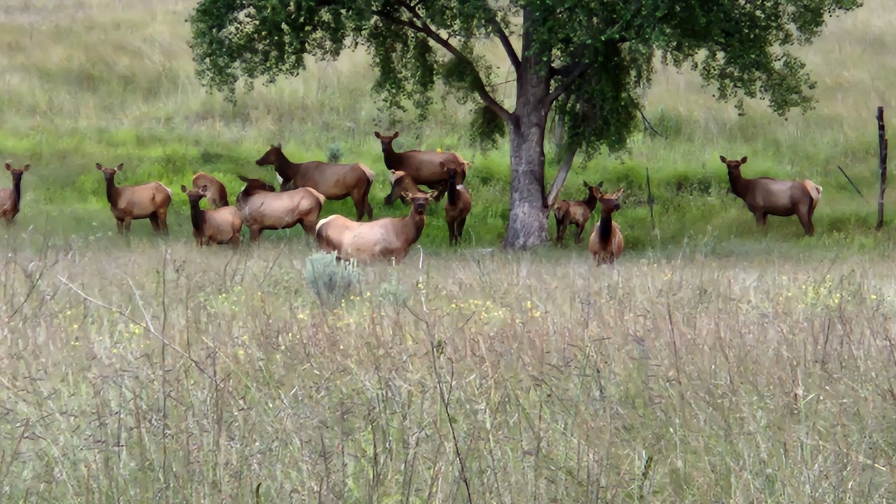 Photo of Outdoor in Mule Creek