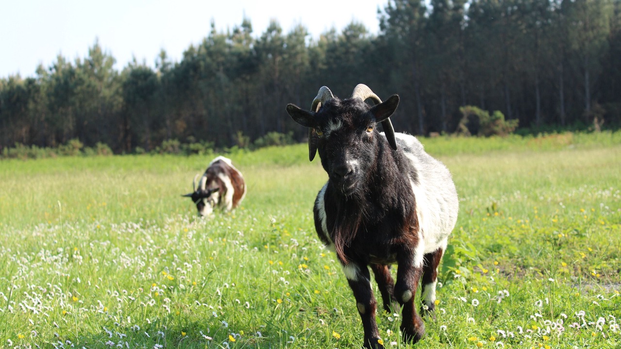 Photo of Others in Lesparre-Medoc