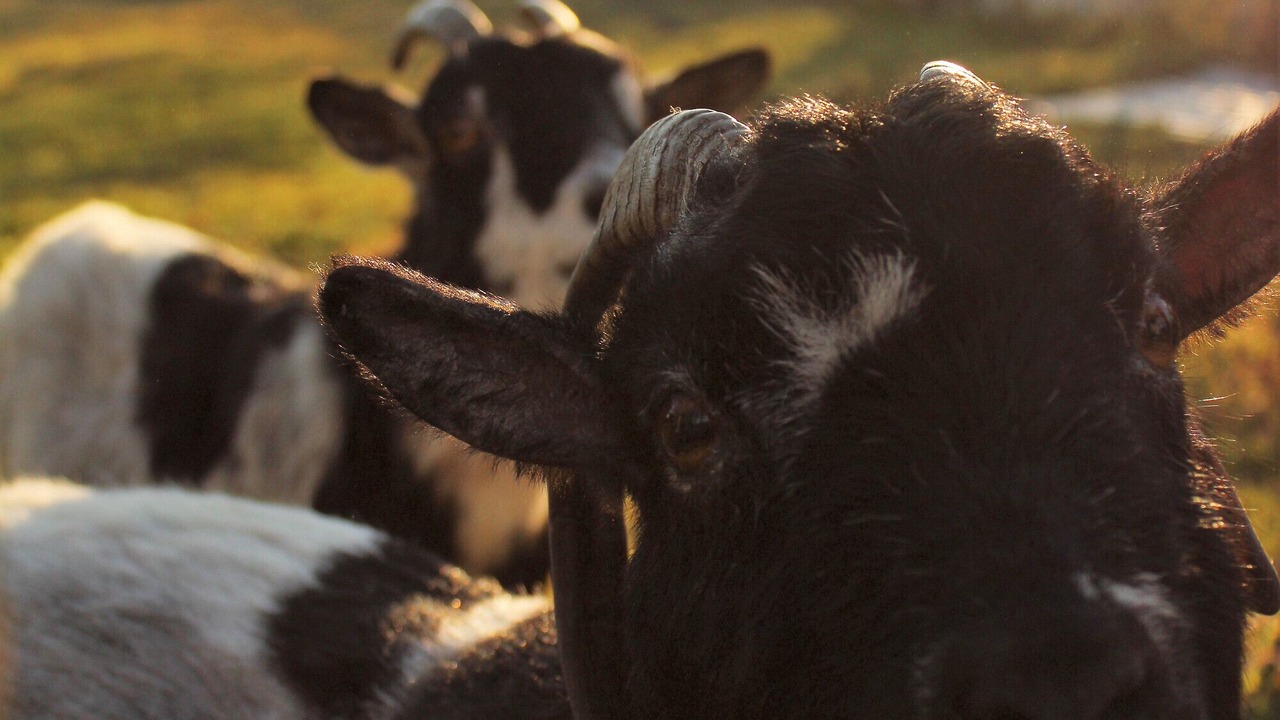 Photo of Others in Lesparre-Medoc