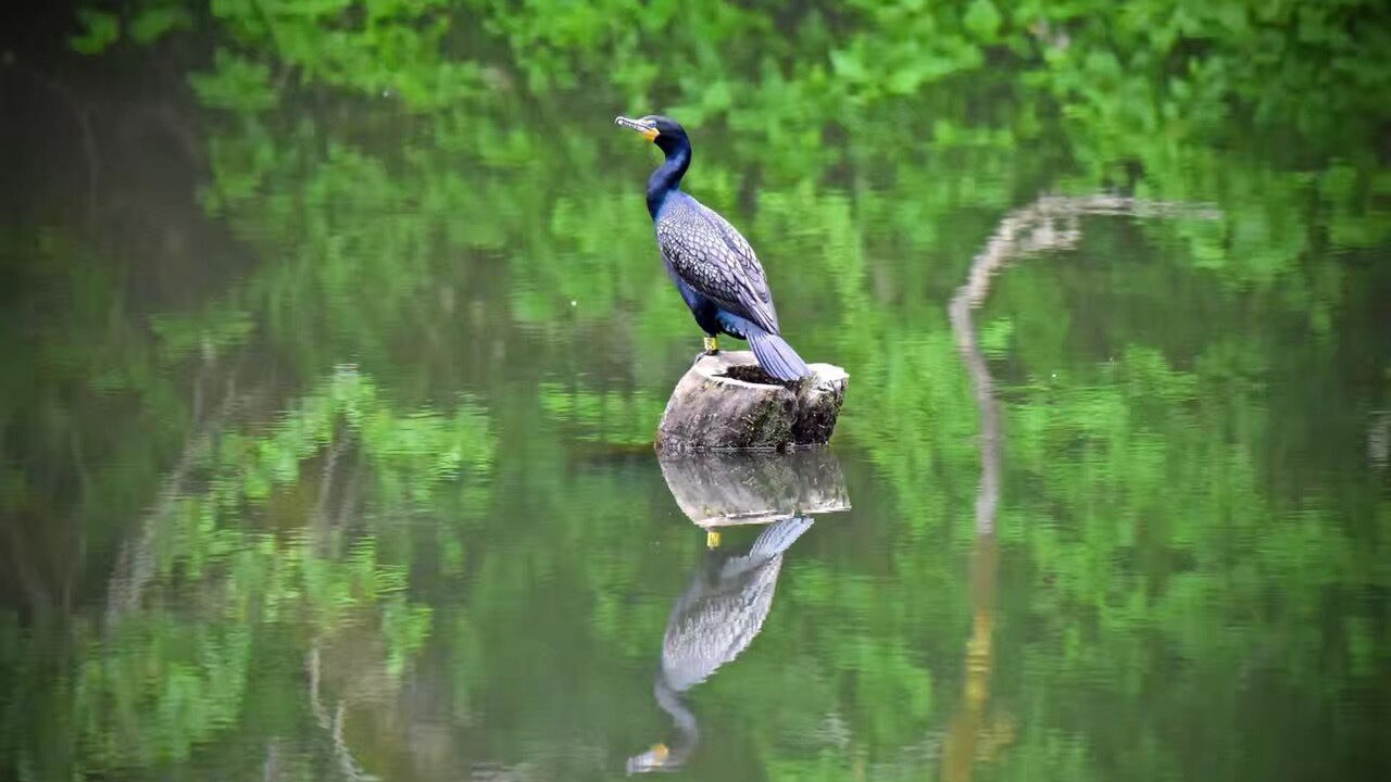 Photo of Others in Stafford - Tualatin Valley