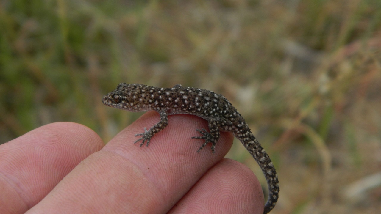 Photo of Others in Kullogum