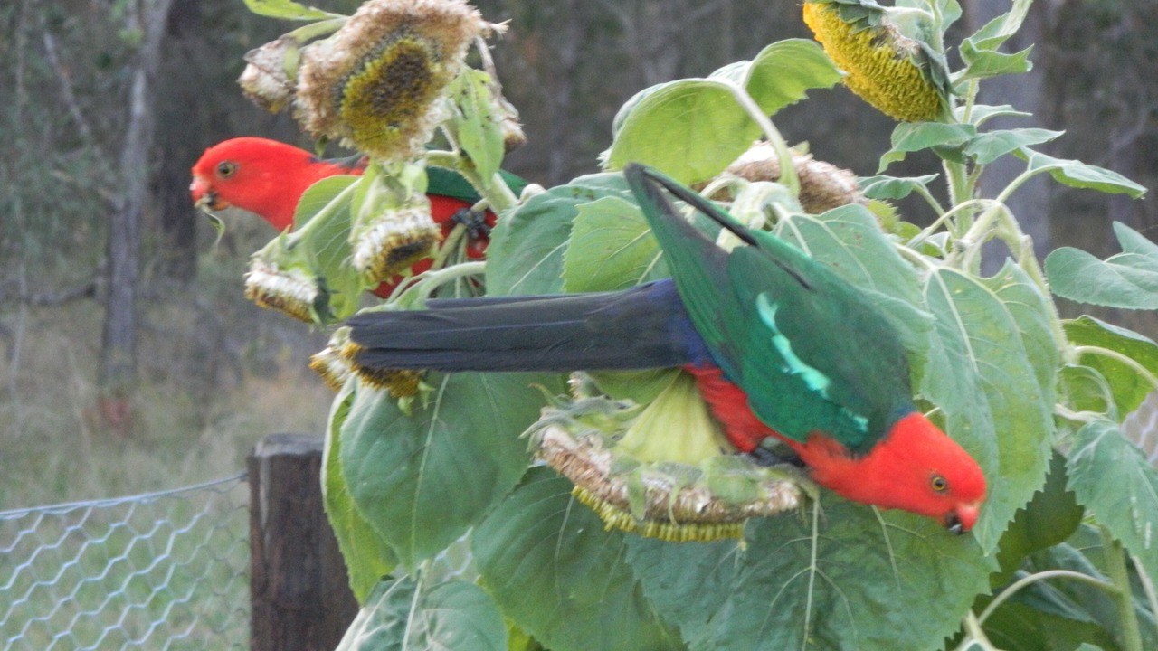 Photo of Others in Kullogum