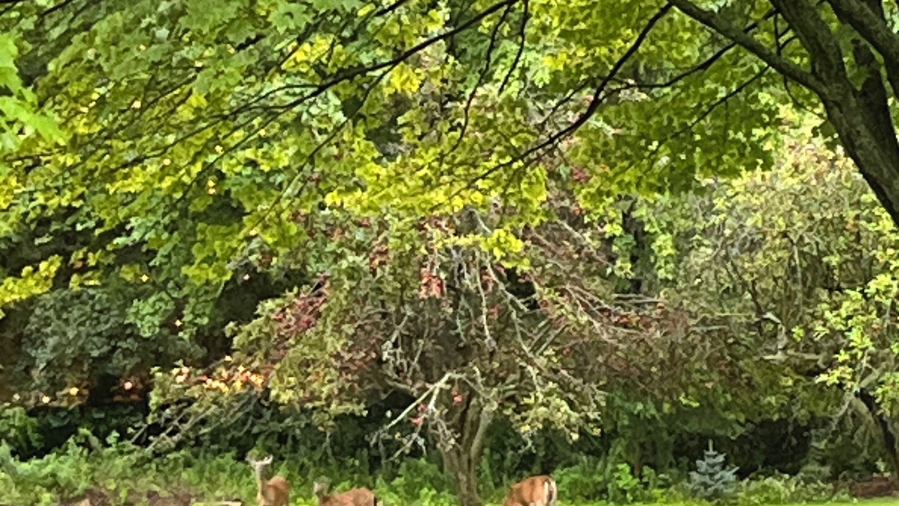 Photo of Others in Birch Run