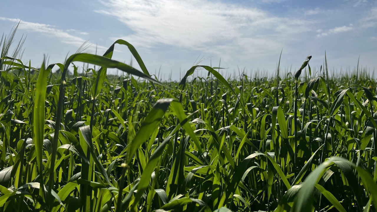 Photo of Outdoor in Hollingbourne