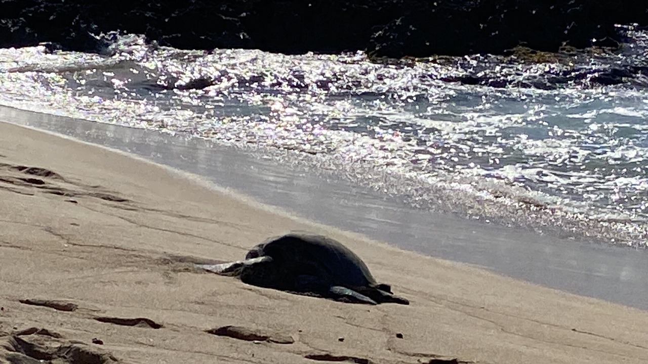Photo of Others in Makaha Valley