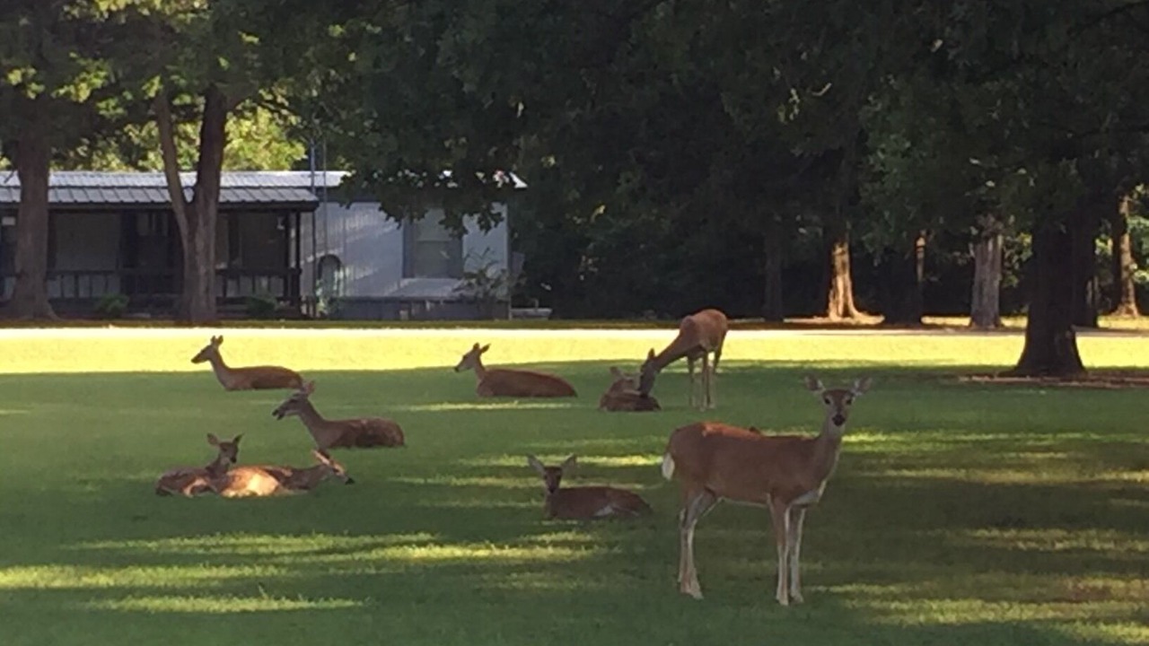 Photo of Others in Mead