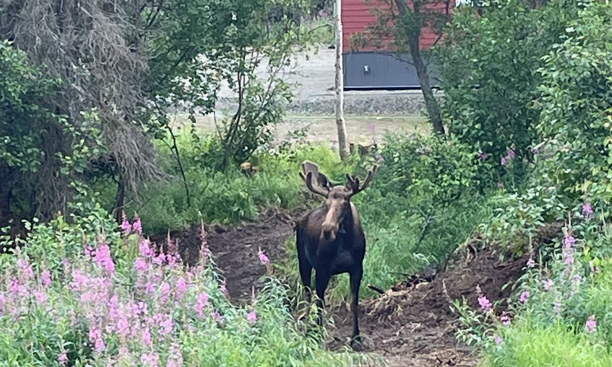Photo of Outdoor in Willow