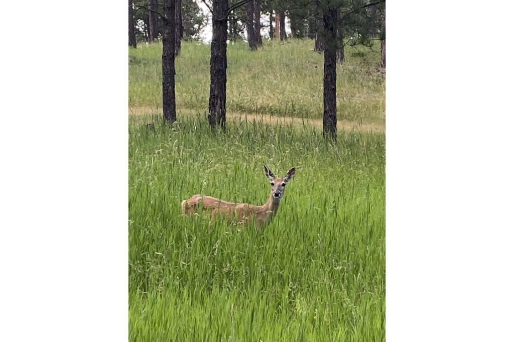 Photo of Outdoor in Custer