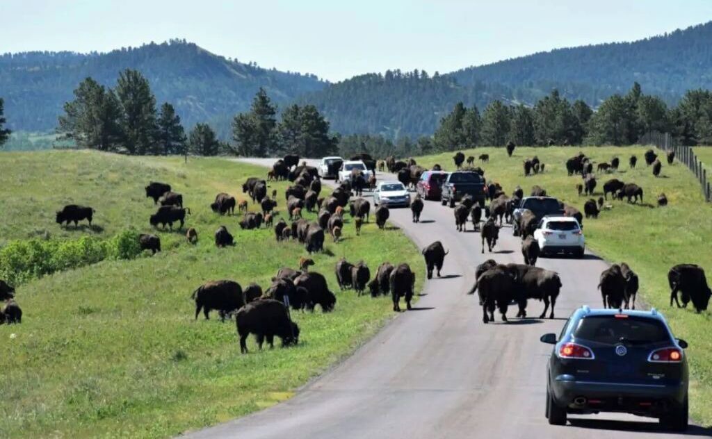 Photo of Others in Custer