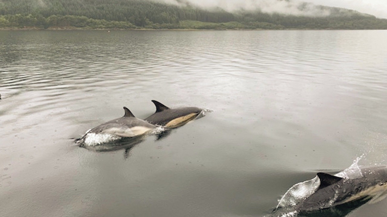 Photo of Others in Salen