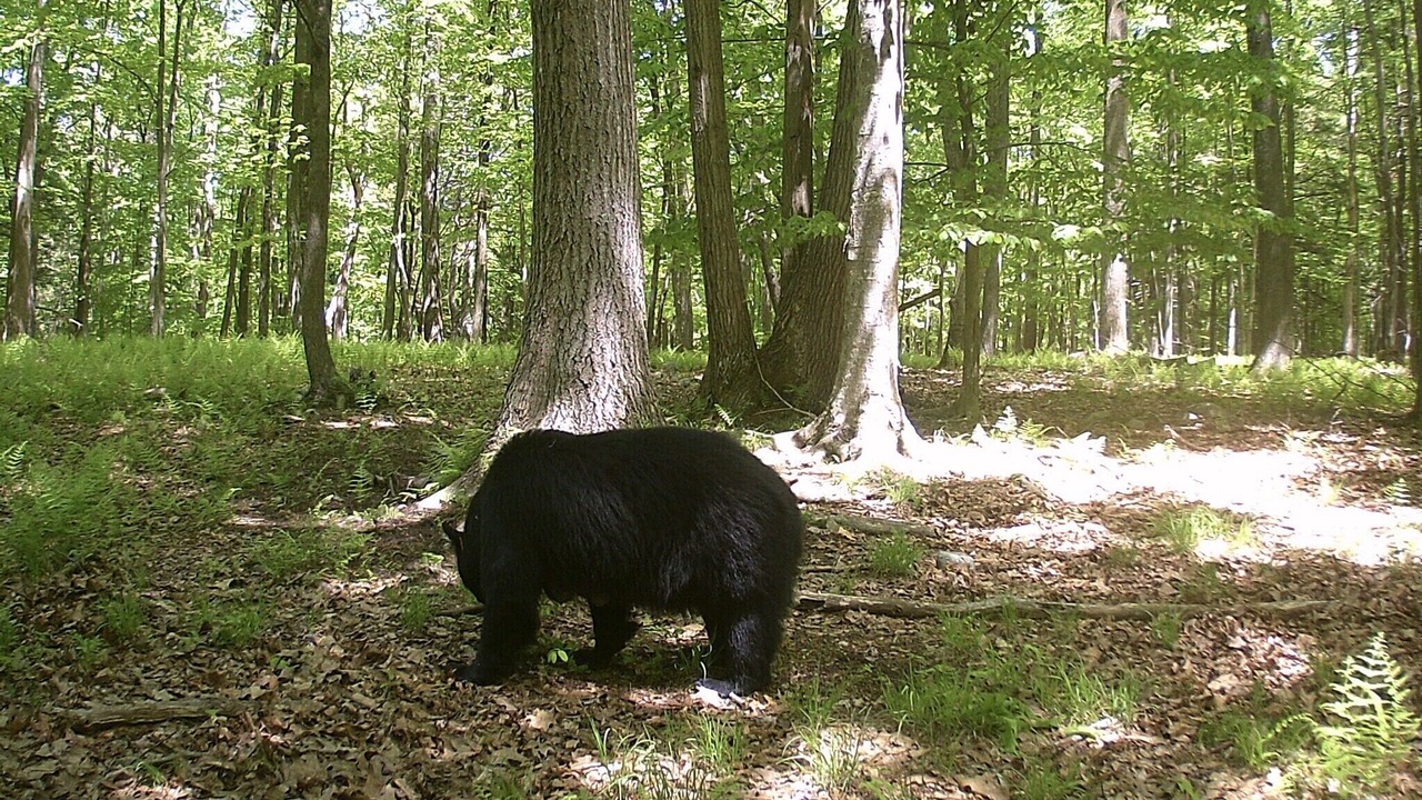 Photo of Outdoor in Montague