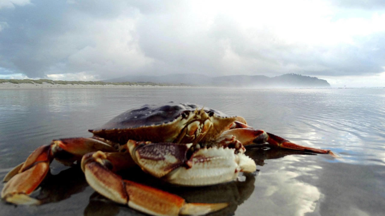 Photo of Others in Netarts