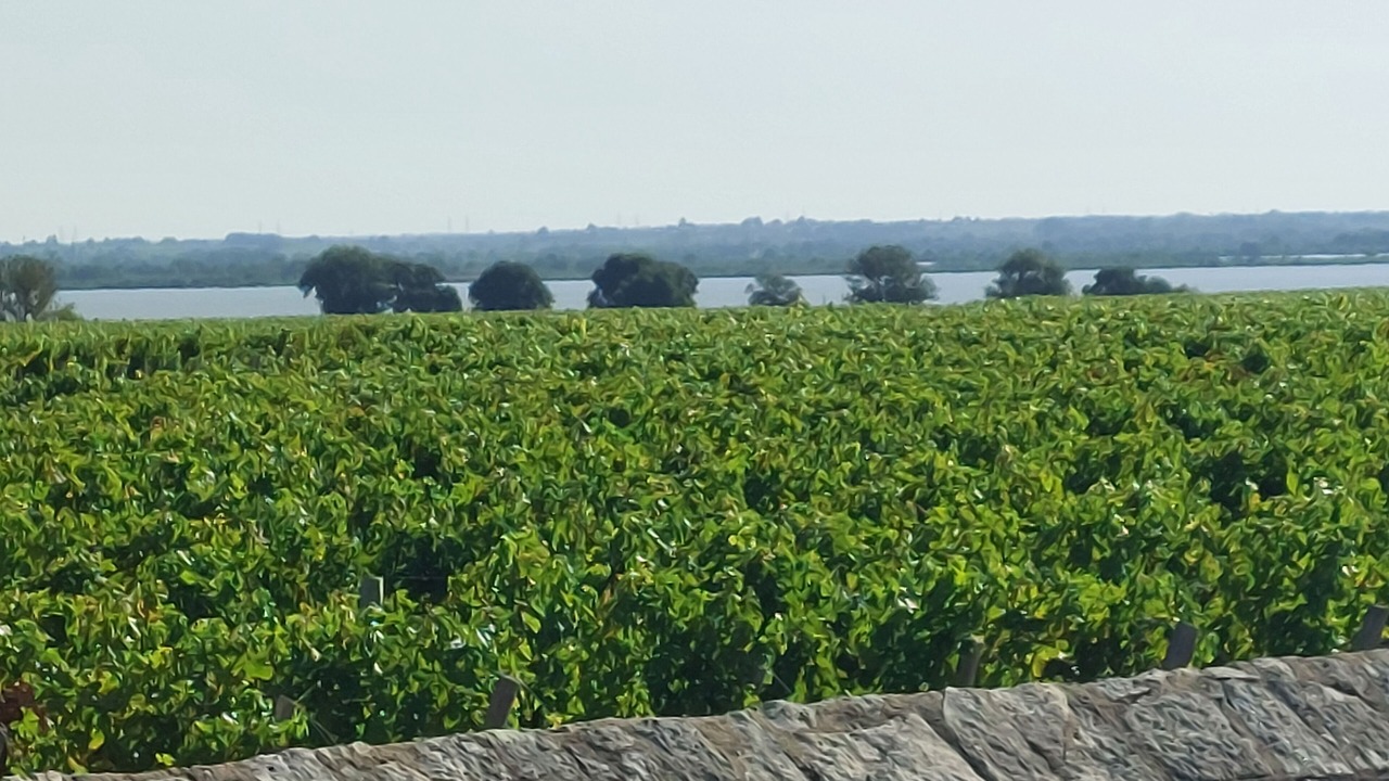 Photo of Others in Saint-Laurent-de-Medoc