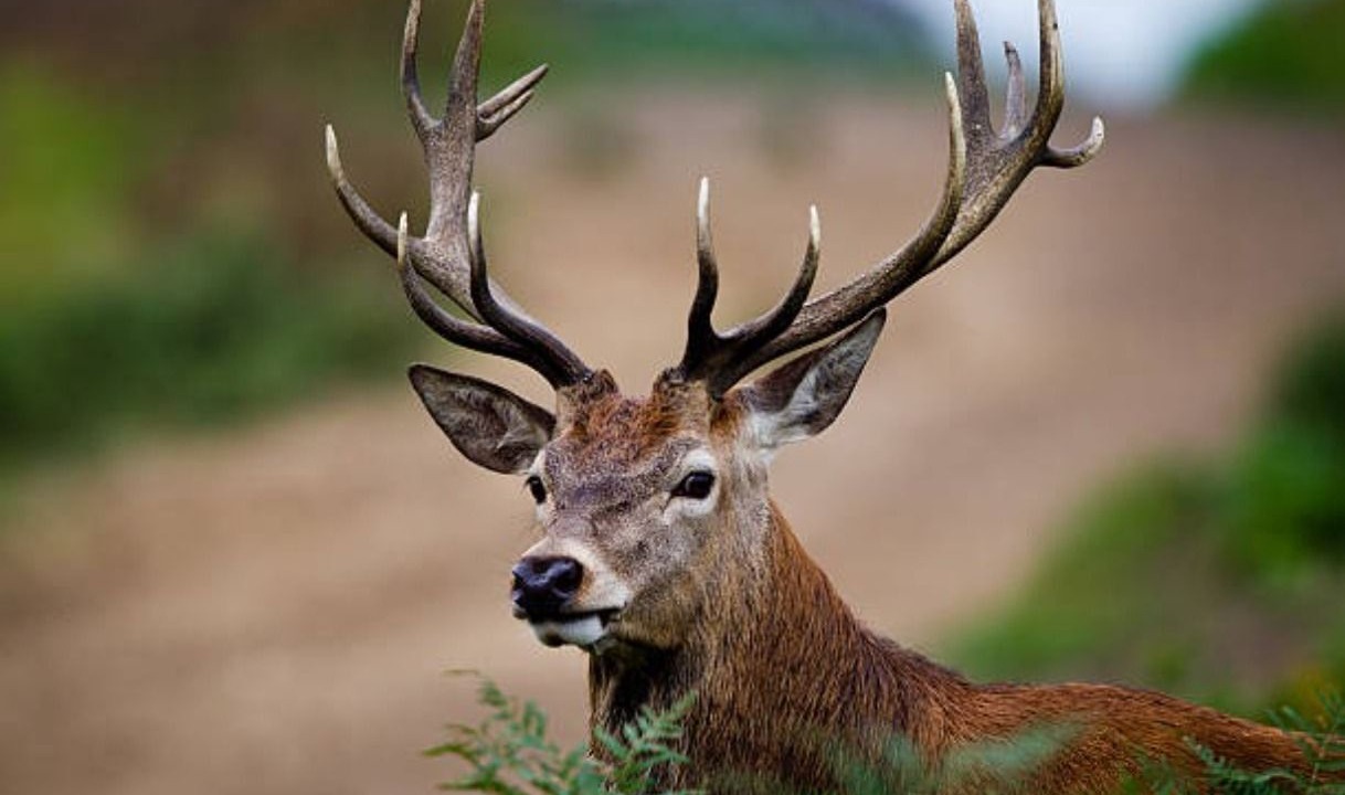 Photo of Others in Pitlochry