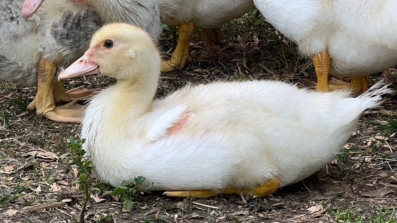 Photo of Others in Chiltern