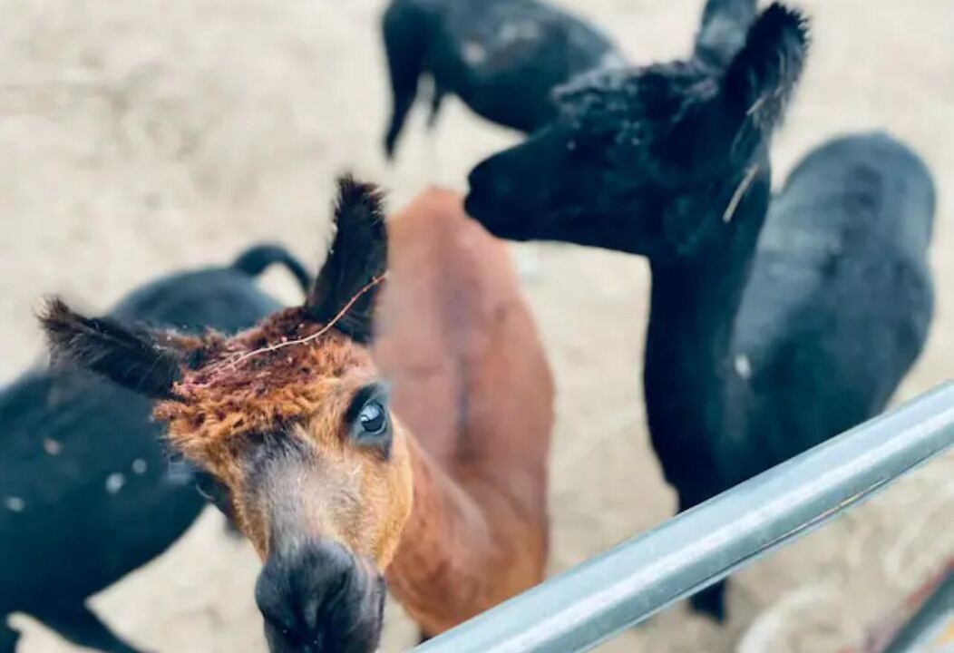 Photo of Others in Chiltern