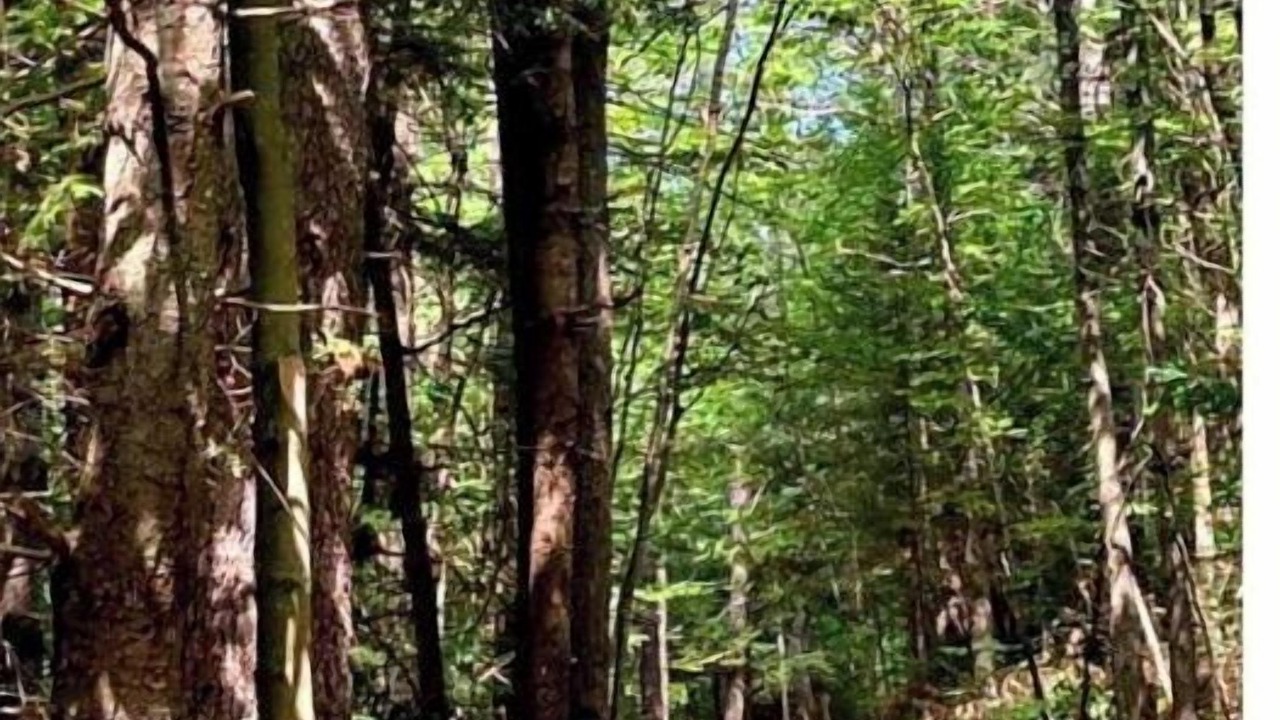 Photo of Others in North Jay