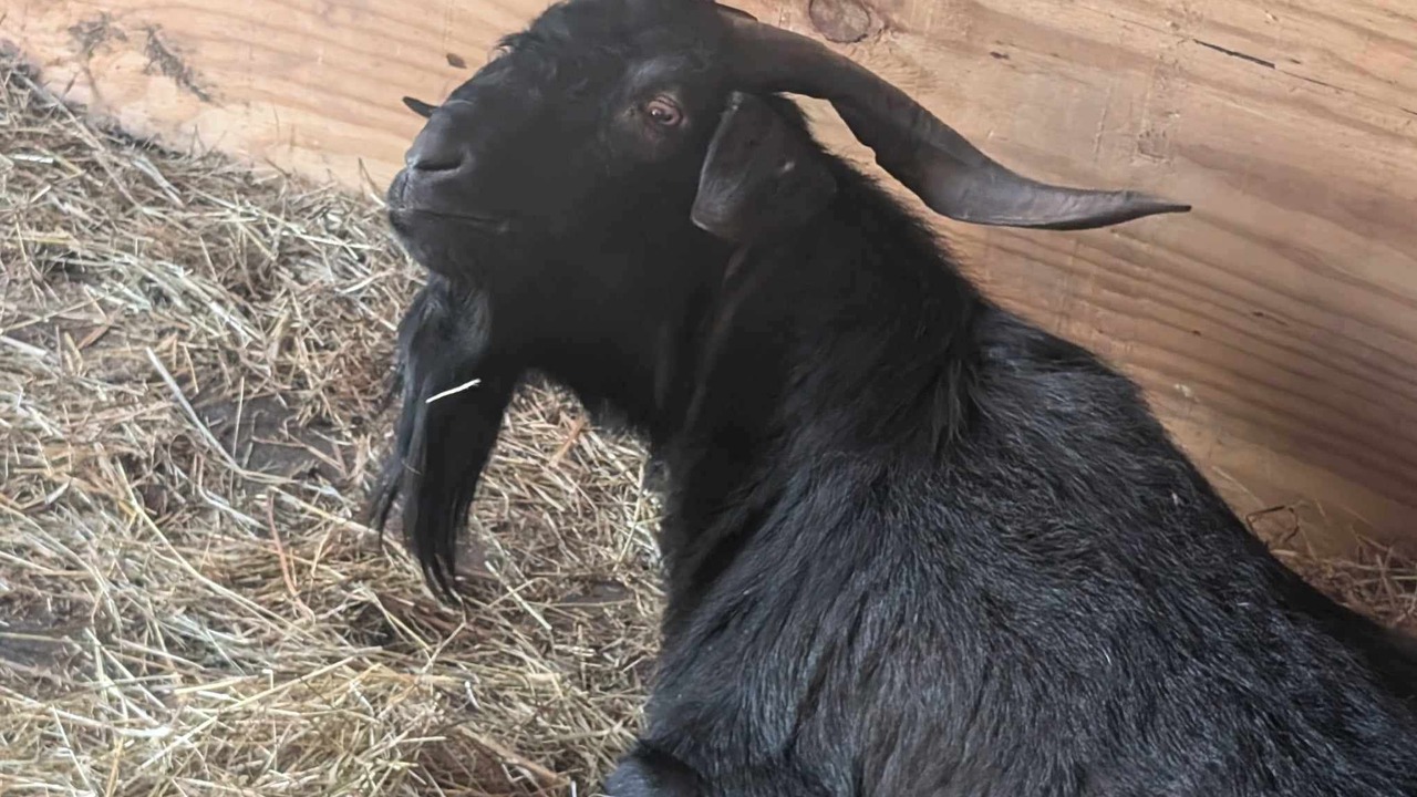 Photo of Others in Parksville