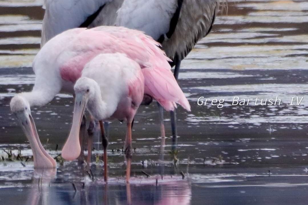 Photo of Others in Valona