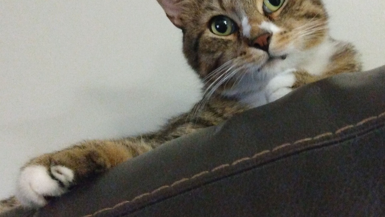 Photo of Others in Sullivan