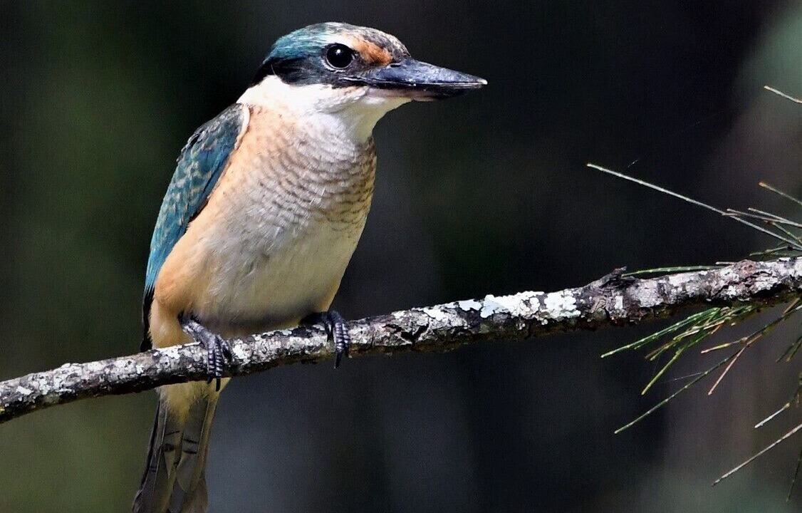 Photo of Outdoor in Megalong Valley