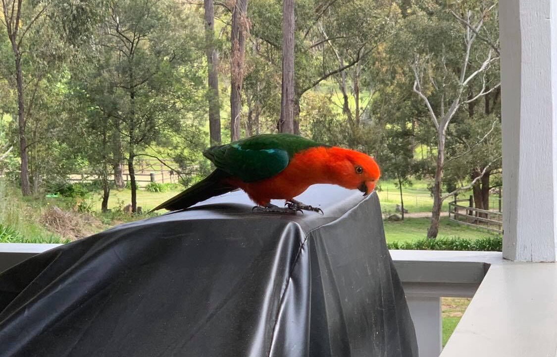 Photo of Outdoor in Megalong Valley