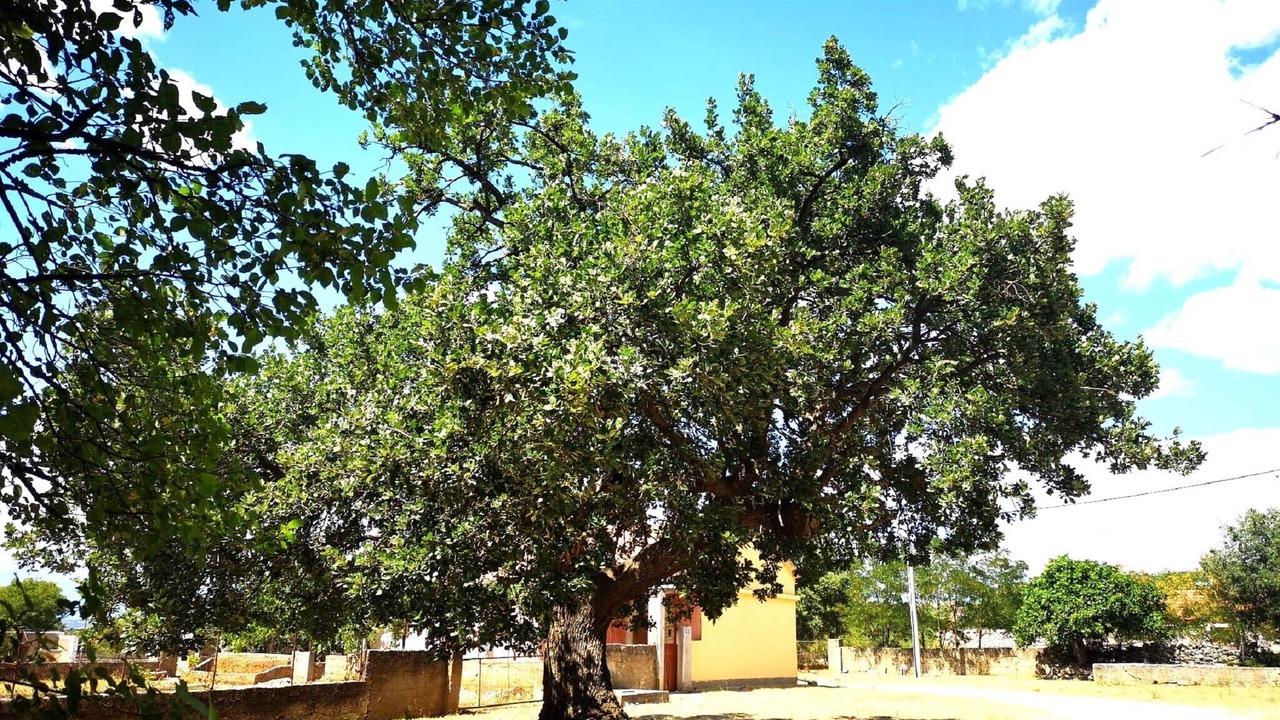 Photo of Outdoor in Benkovac