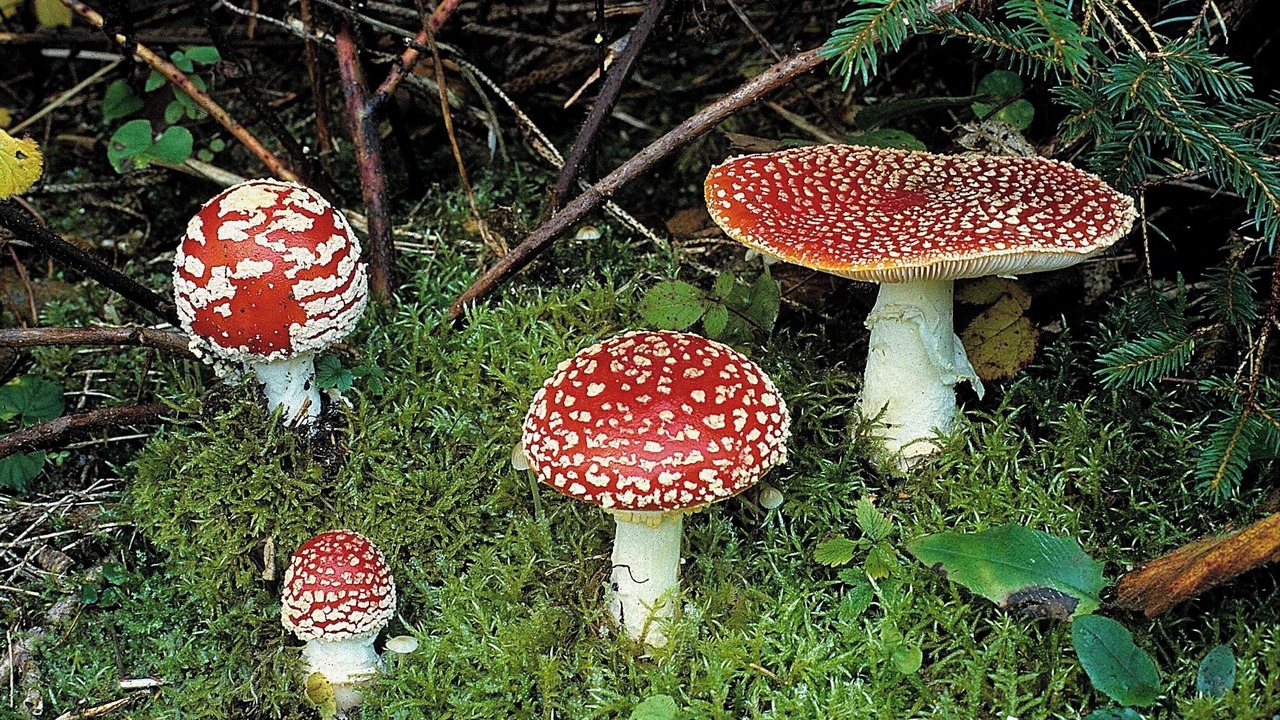 Photo of Outdoor in La Chapelle-Geneste