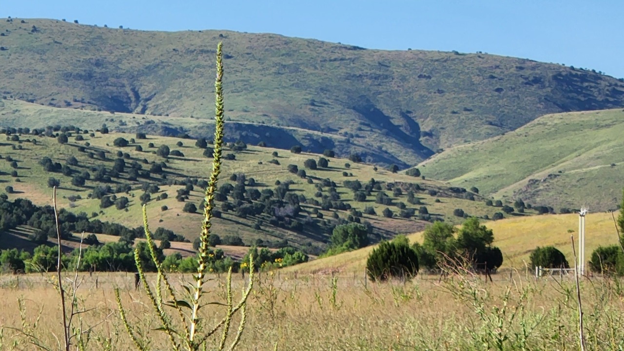 Photo of Others in Mule Creek