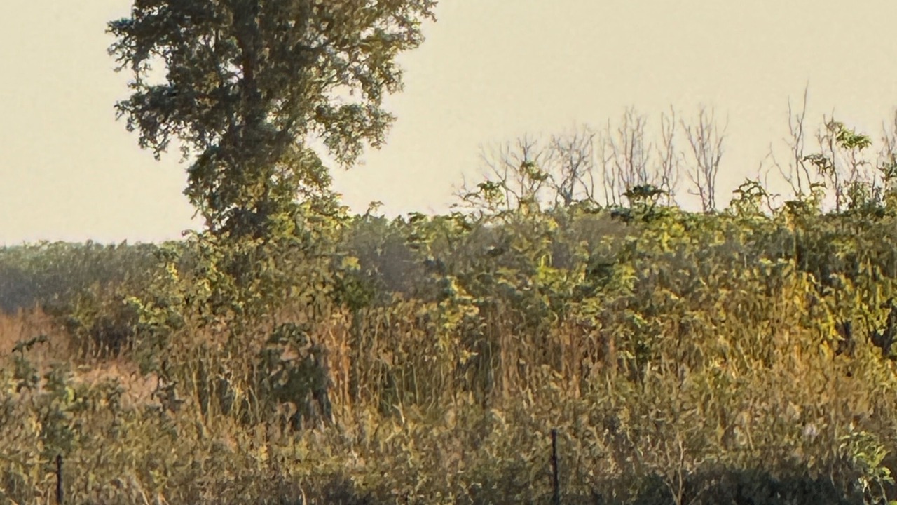 Photo of Others in Clay County