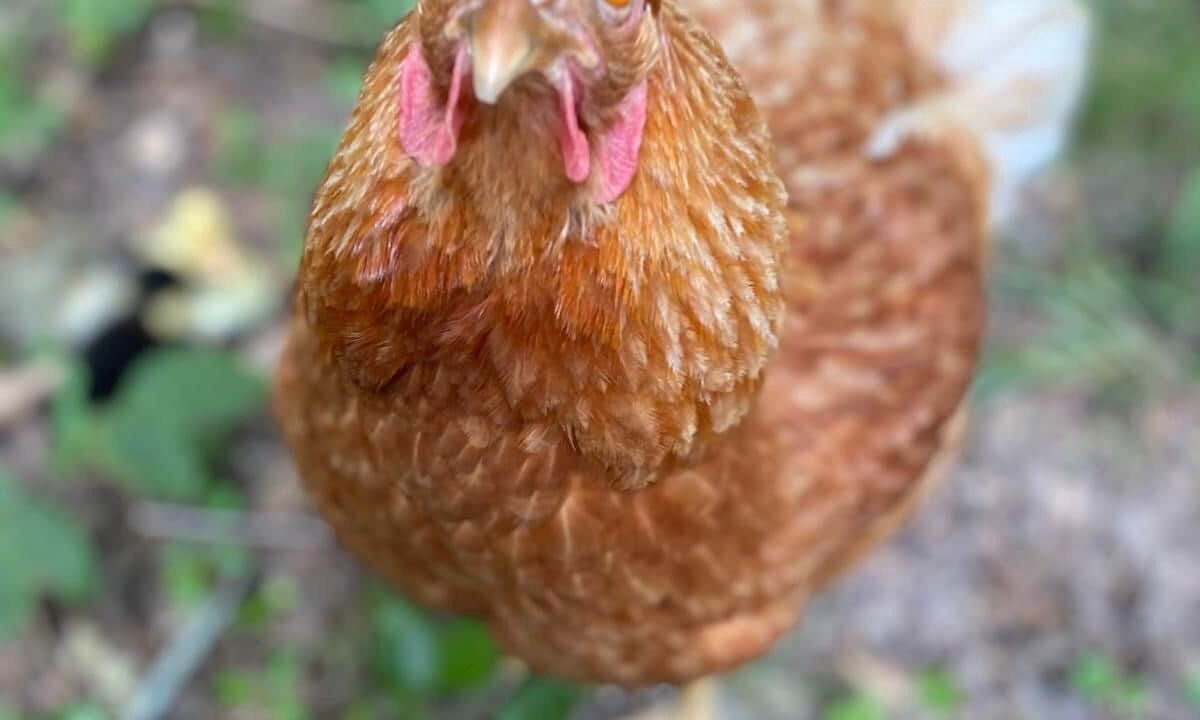 Photo of Others in Chatsworth