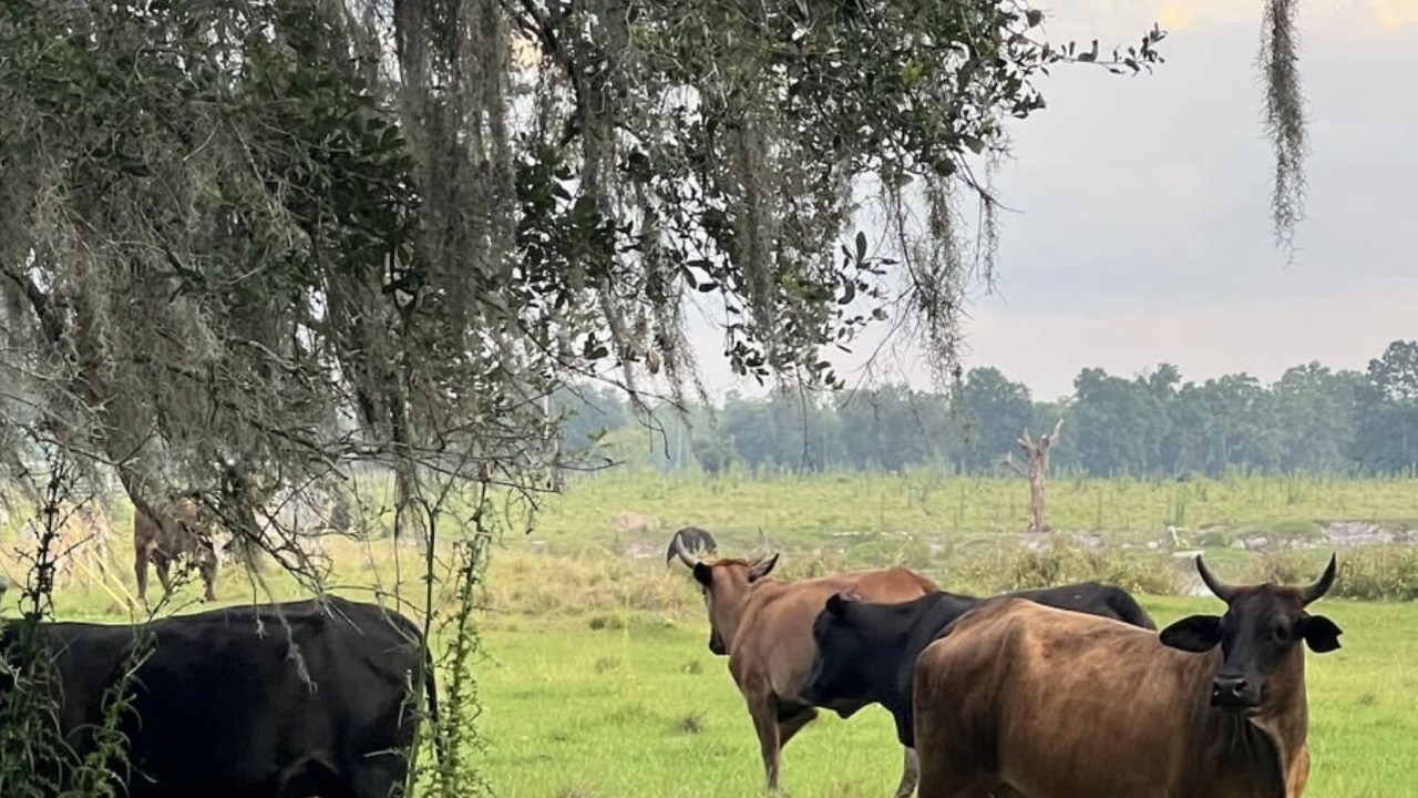 Photo of Outdoor in Clermont
