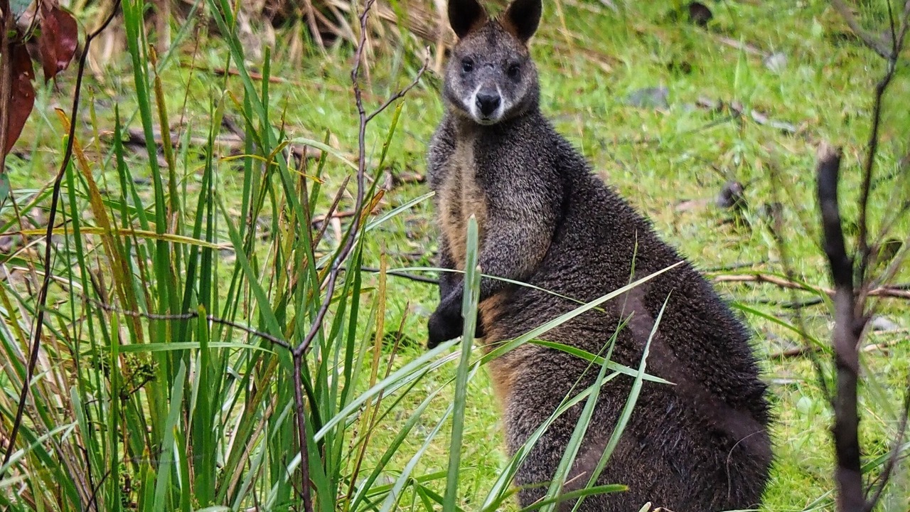 Photo of Others in Strathewen