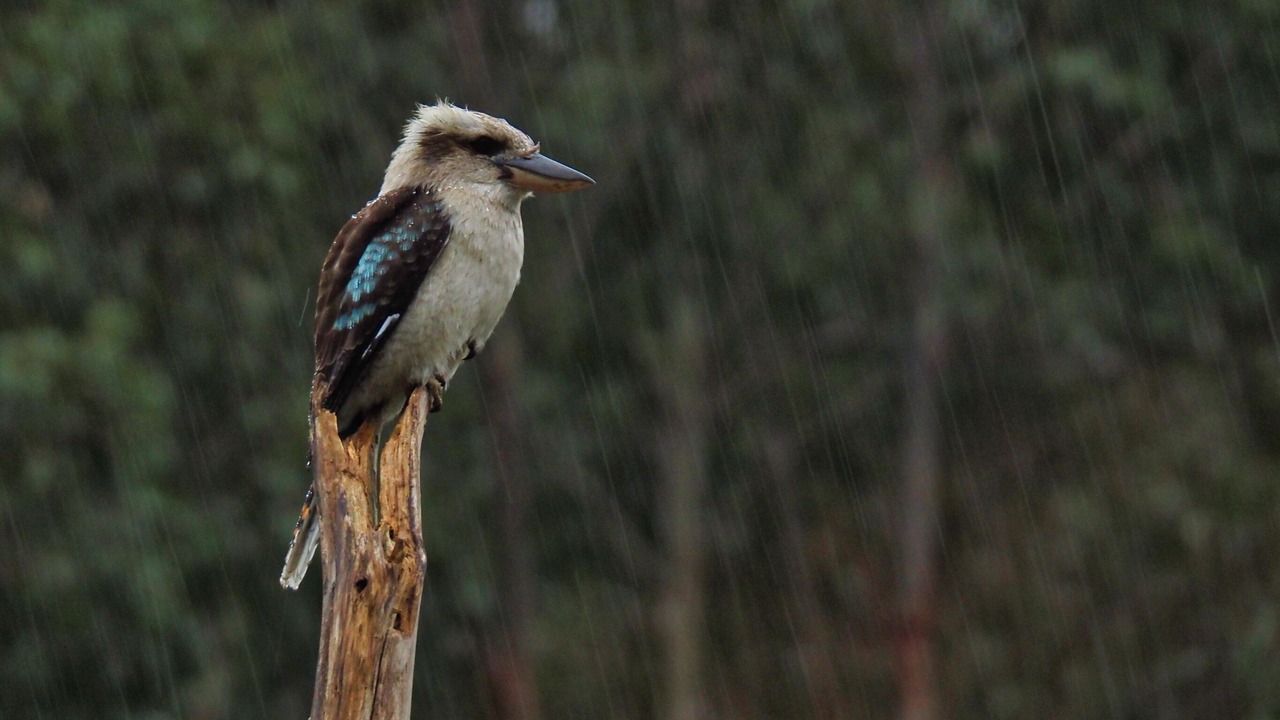Photo of Others in Strathewen