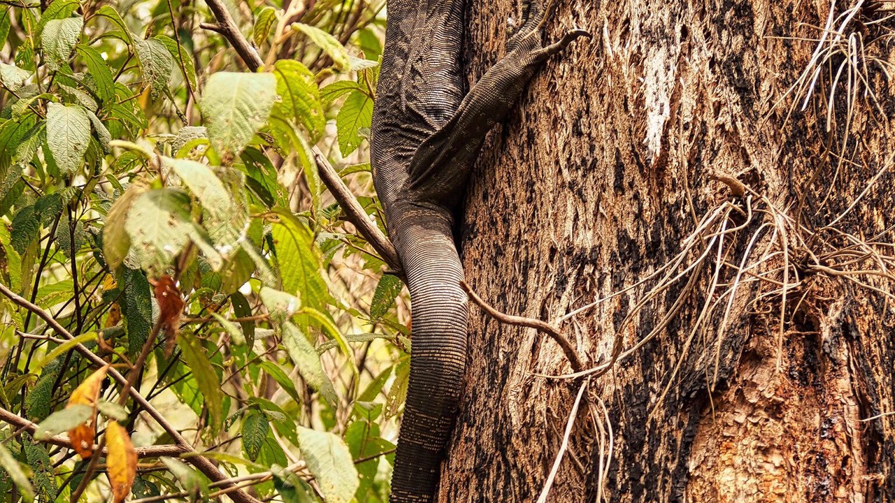 Photo of Others in Strathewen