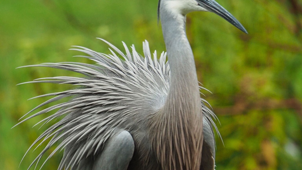 Photo of Others in Strathewen