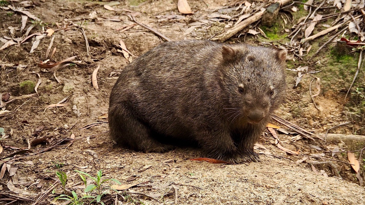 Photo of Others in Strathewen