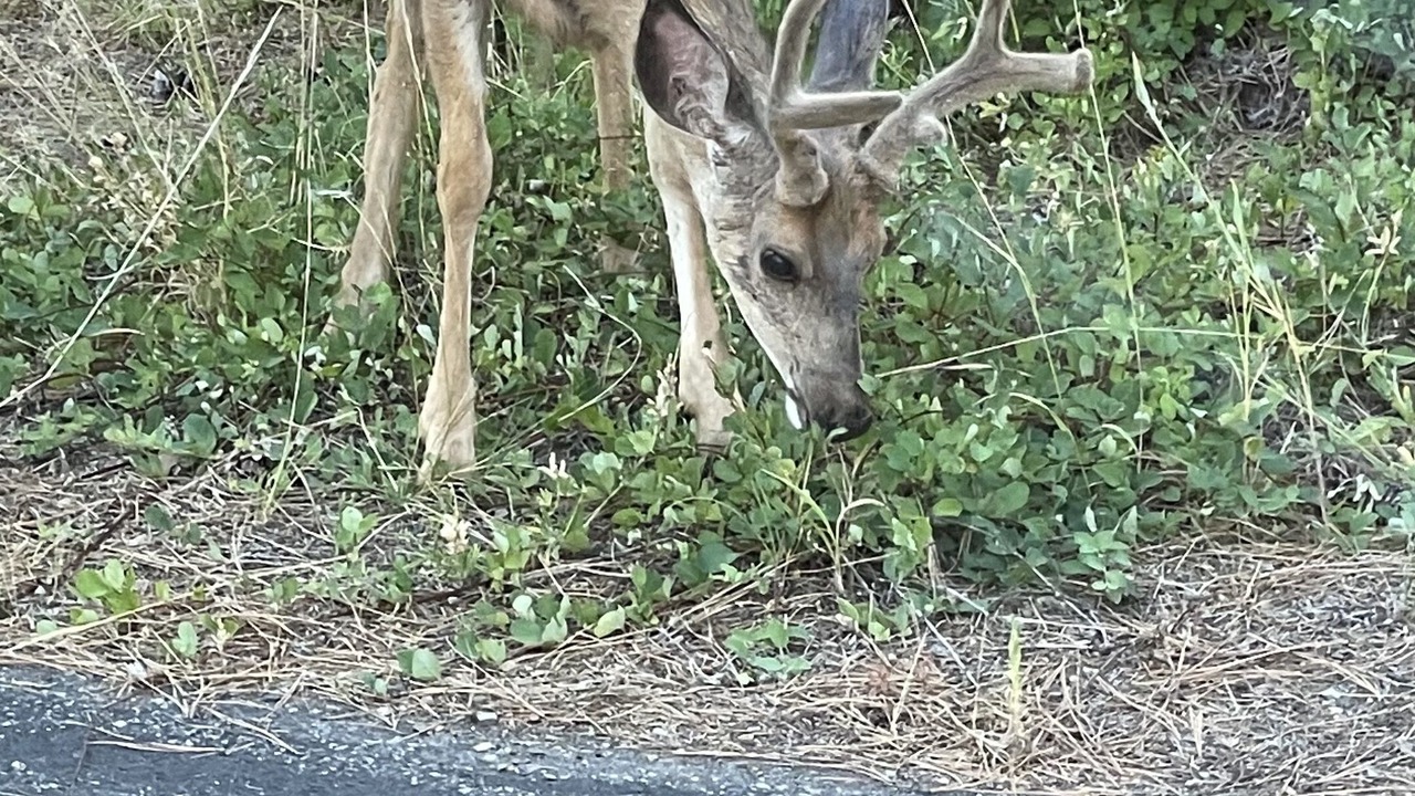 Photo of Others in Cle Elum
