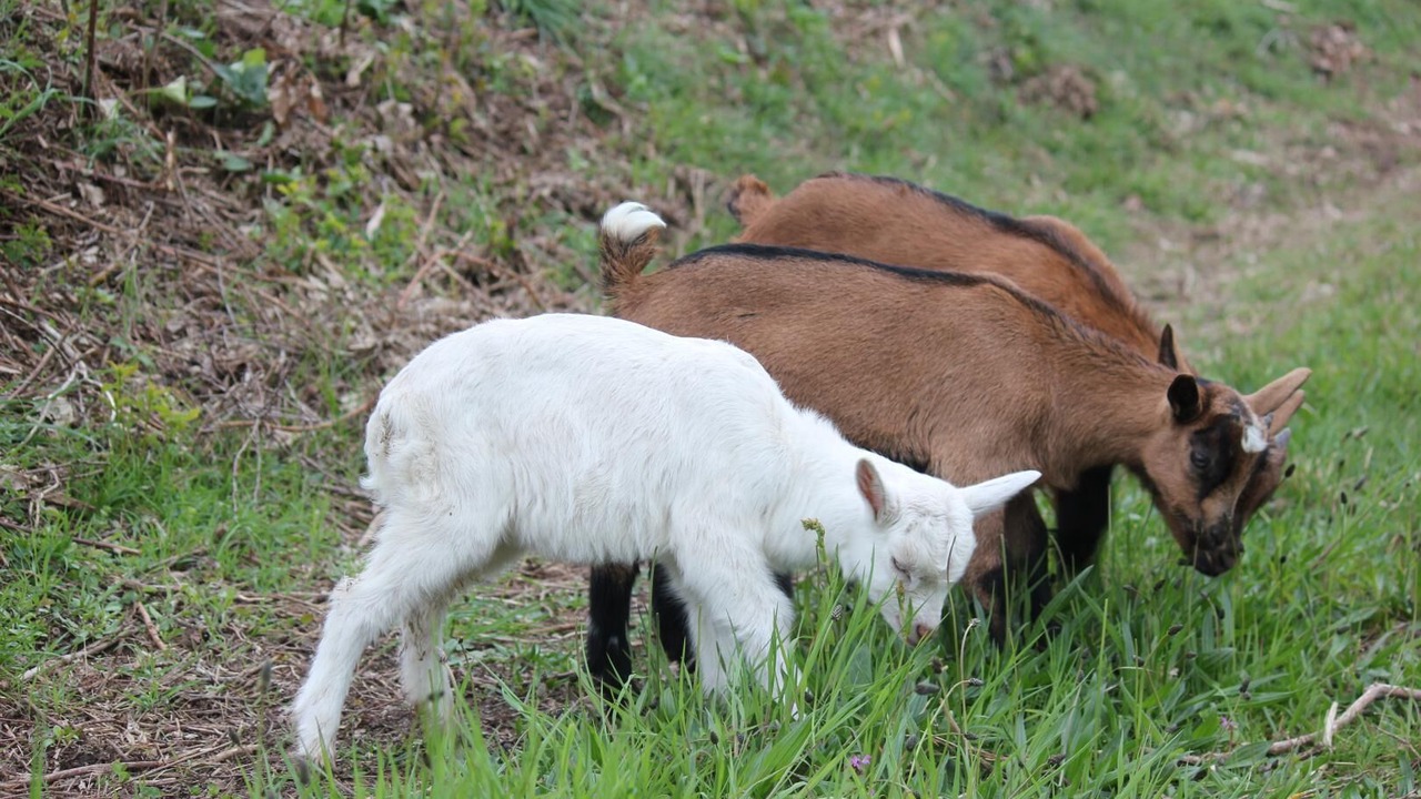 Photo of Outdoor in Saint-Marcelin-de-Cray