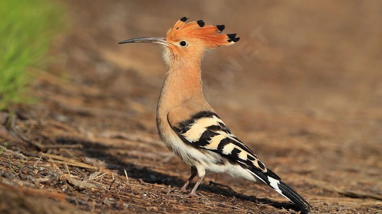 Photo of Others in Tronchy