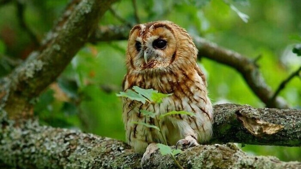 Photo of Outdoor in Tronchy