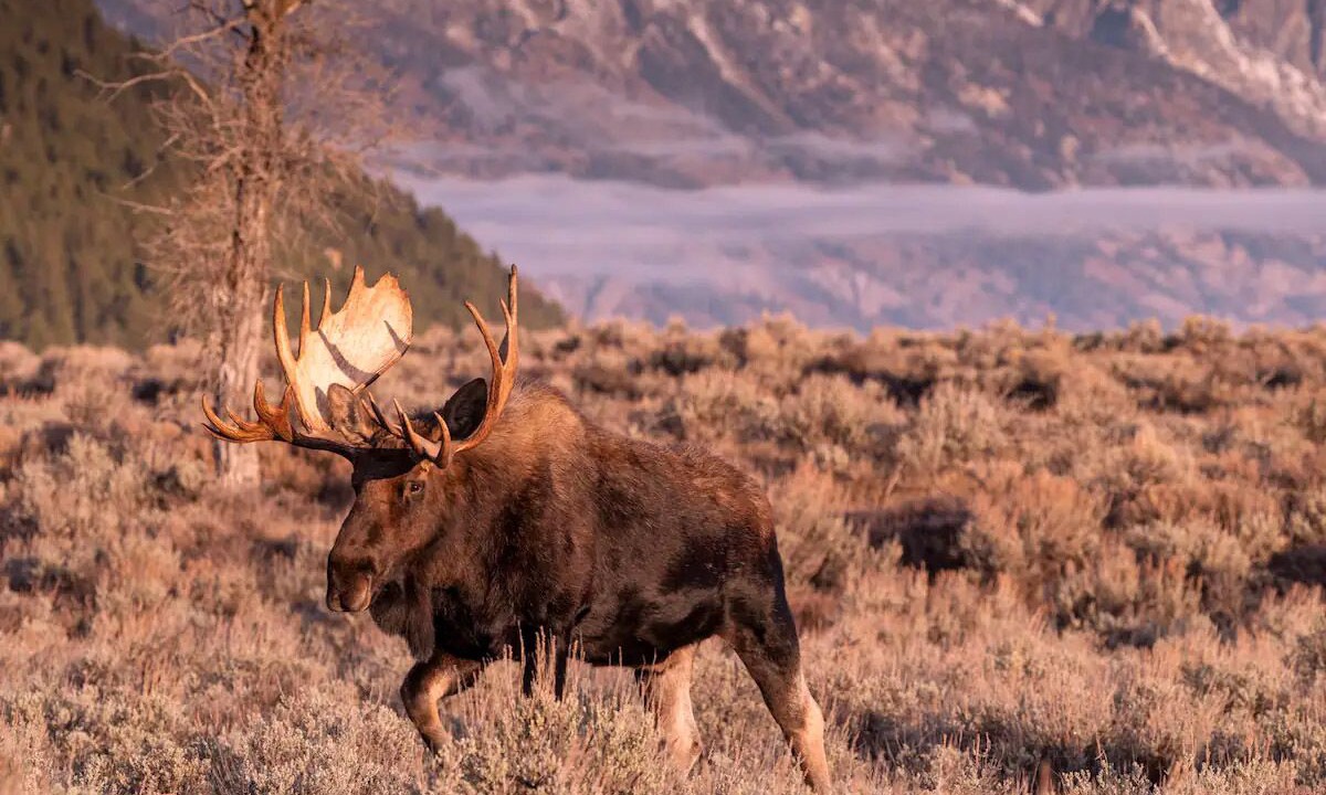 Photo of Others in Teton Pines